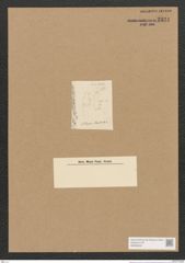 Schizonema sp. (de-Toni-Nr.: Genus 20) Zeichnungen Sammlung Grunow Nr. 2324 (NHMW-BOT-W0369450)